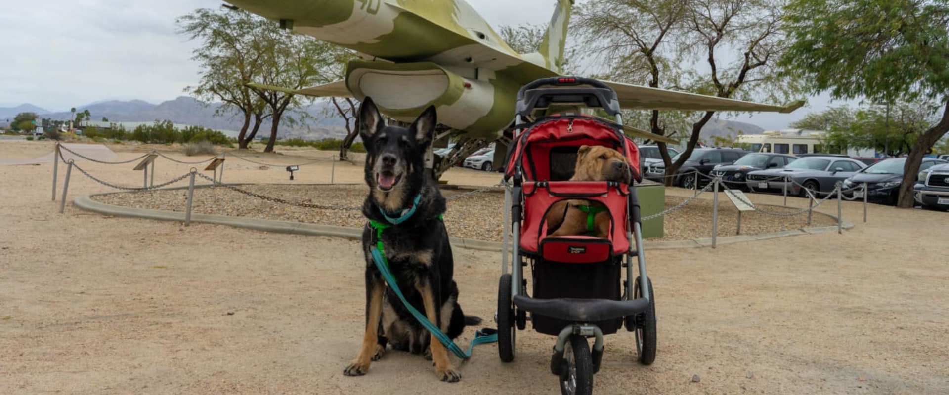 The Sensitive Topic of Pets Visiting Memorial Parks in Los Angeles County, CA