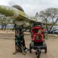 The Sensitive Topic of Pets Visiting Memorial Parks in Los Angeles County, CA